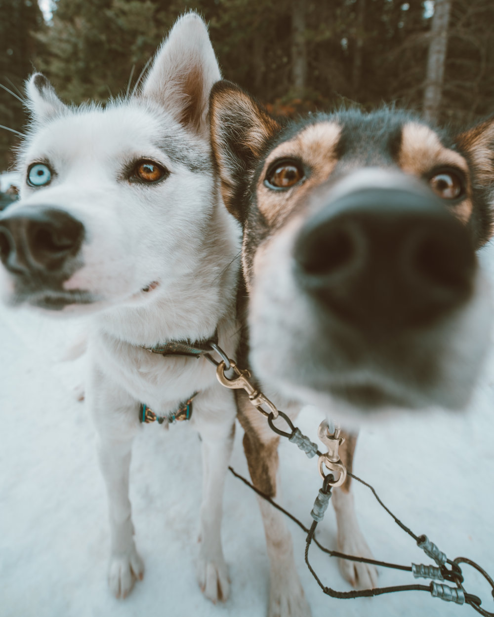 sled dogs in canmore