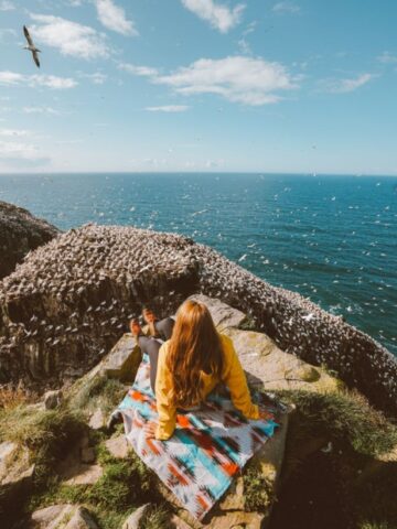 bird watching in newfoundland