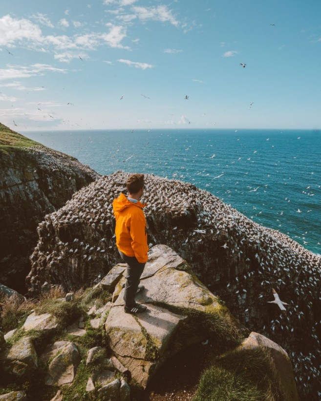 bird watching at Cape St Mary's Ecological Preserve