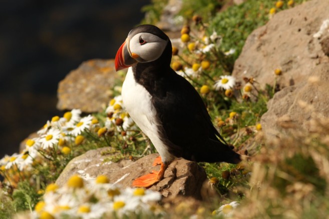 spot puffins as best thing to do in Newfoundland